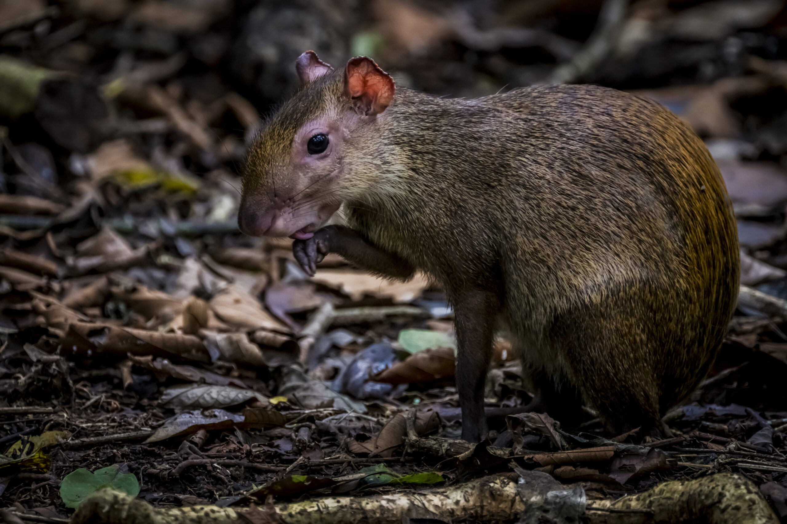 agouti