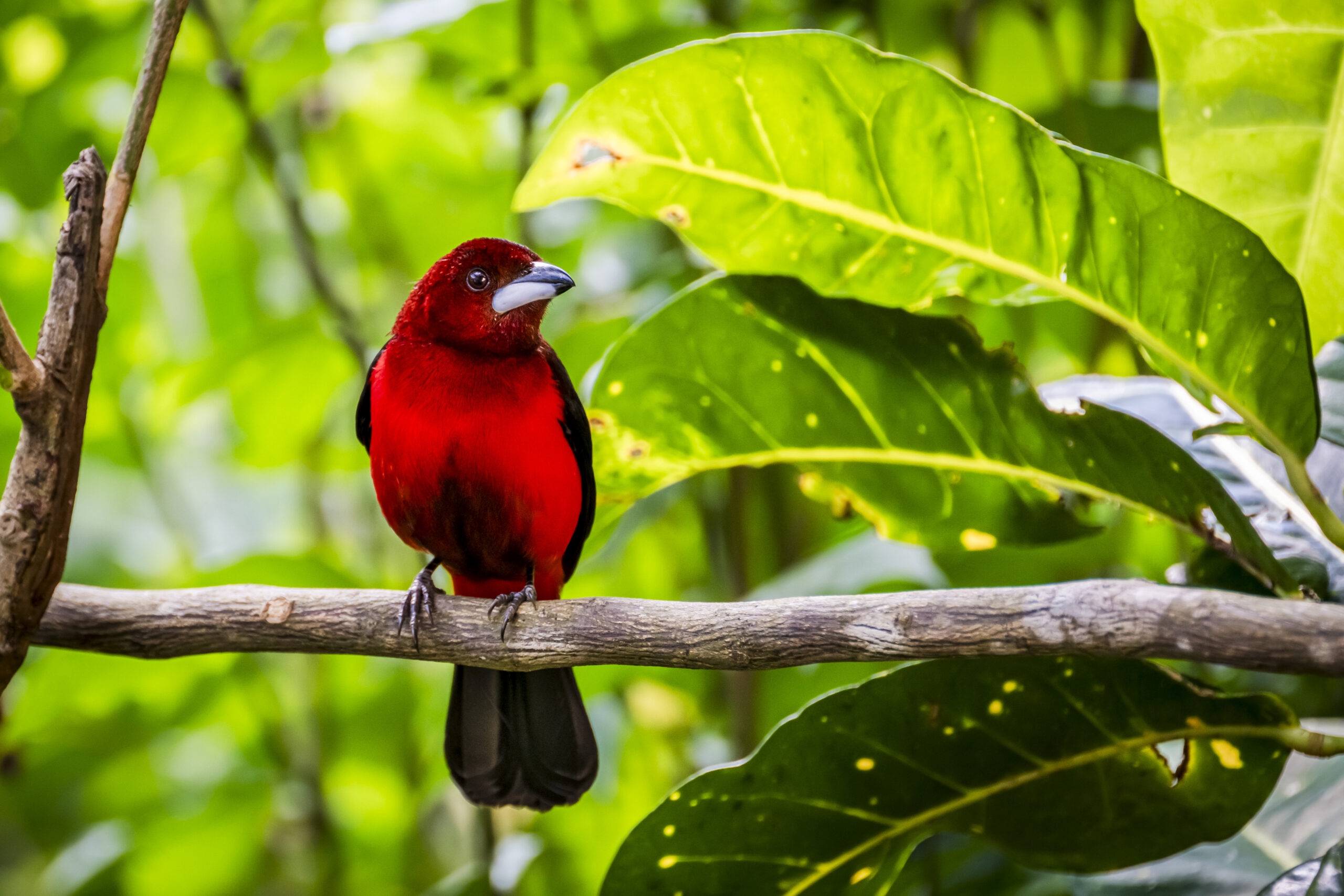 Crimson backed tanager