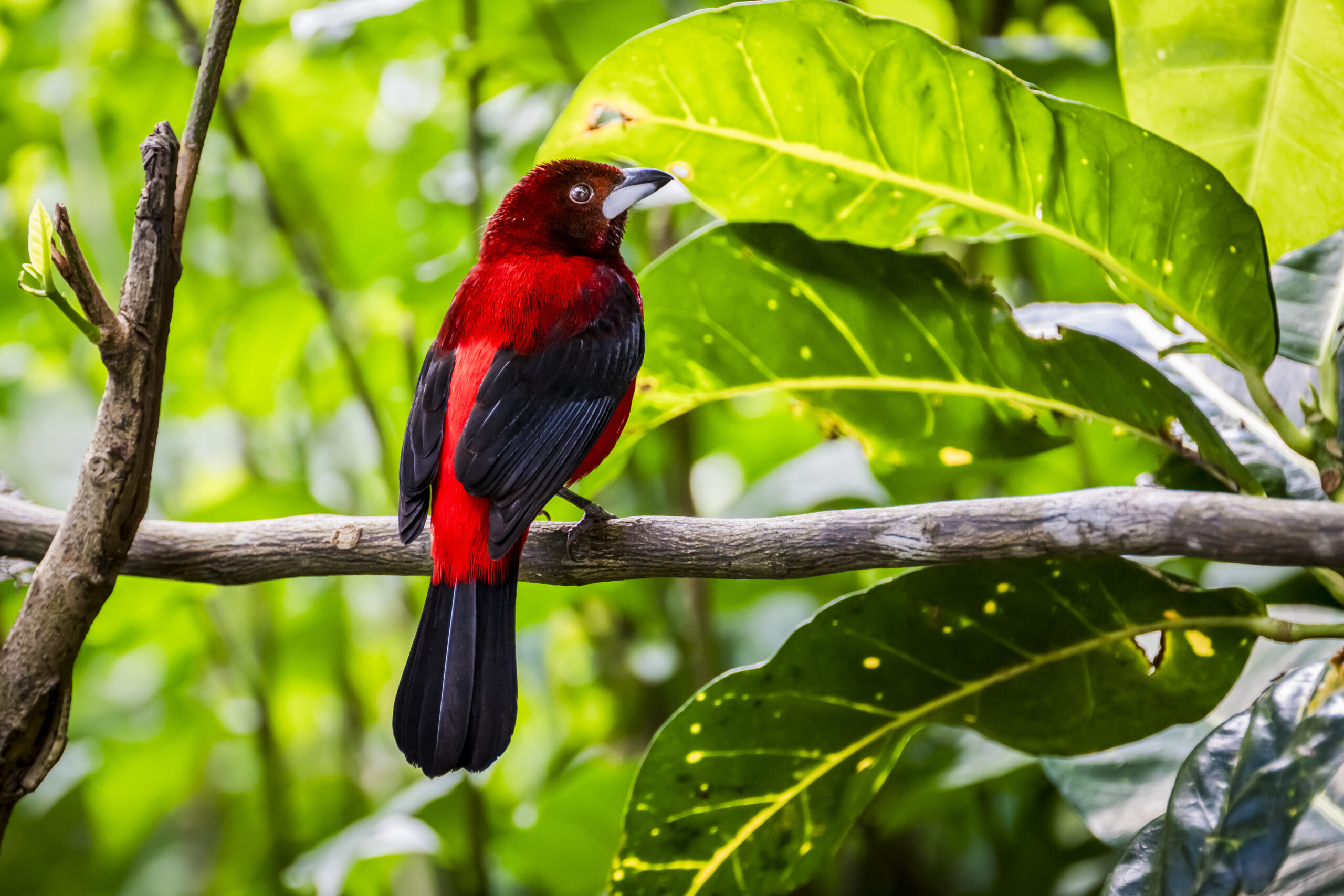 Crimson backed tanager