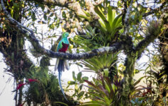 Quetzal in boquete