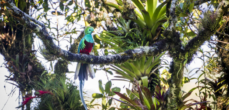 Quetzal in boquete