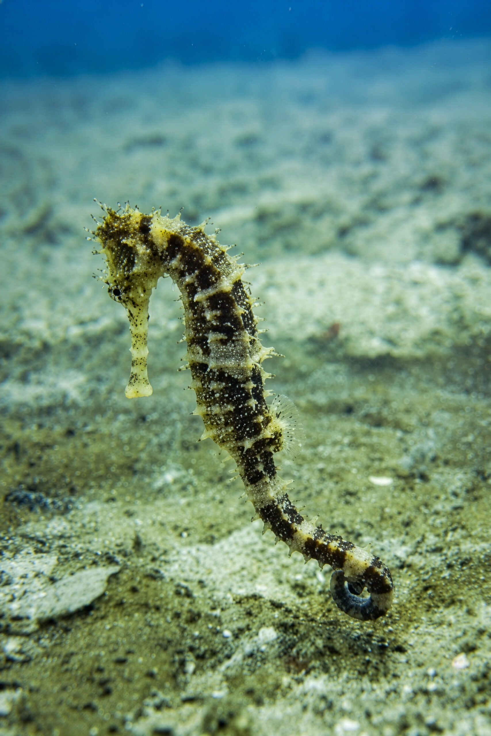 nosy be seahorse