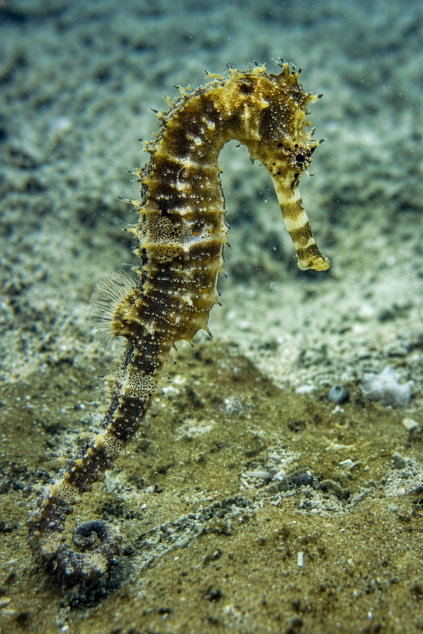 nosy be seahorse