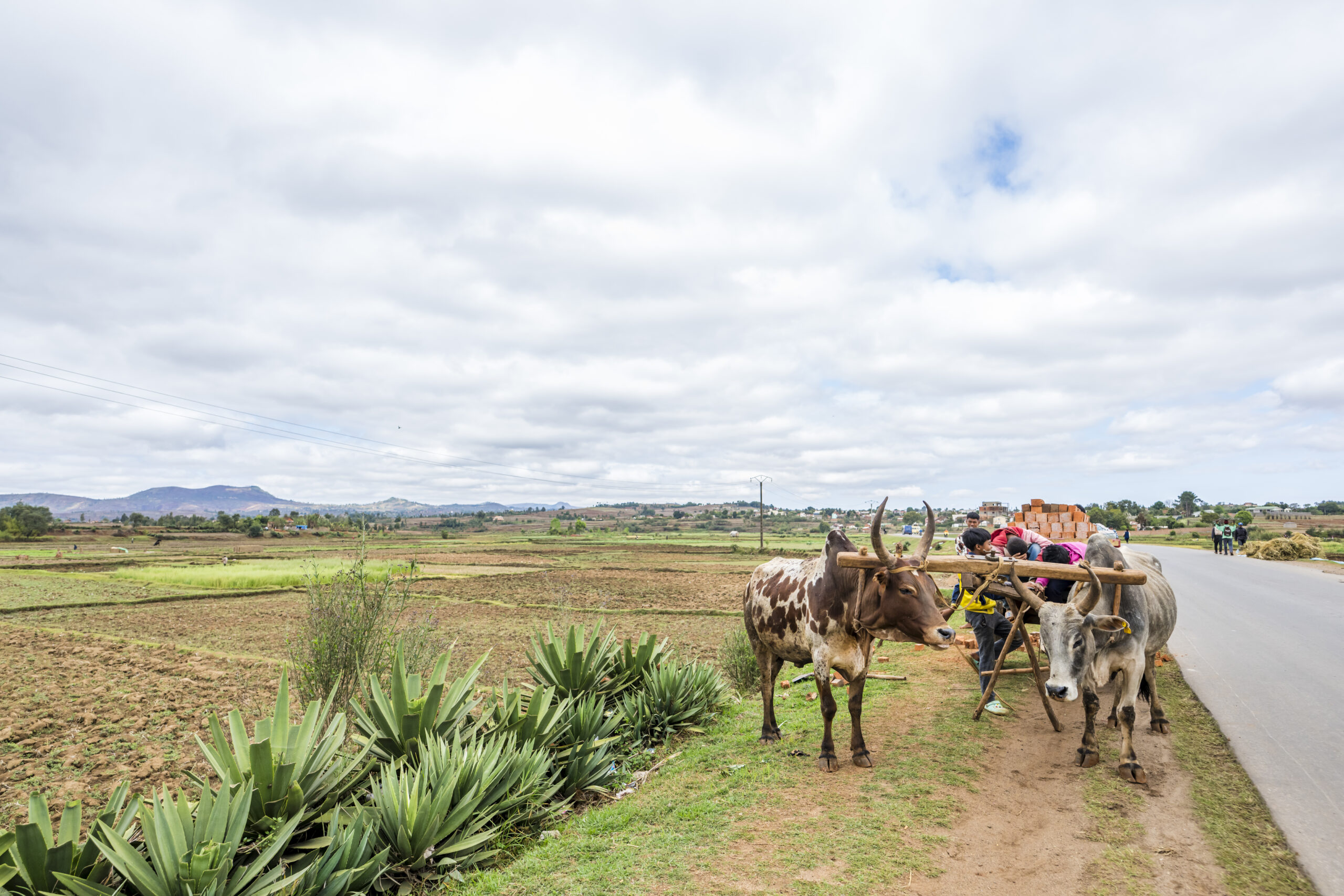 ossenwagen in madagaskar
