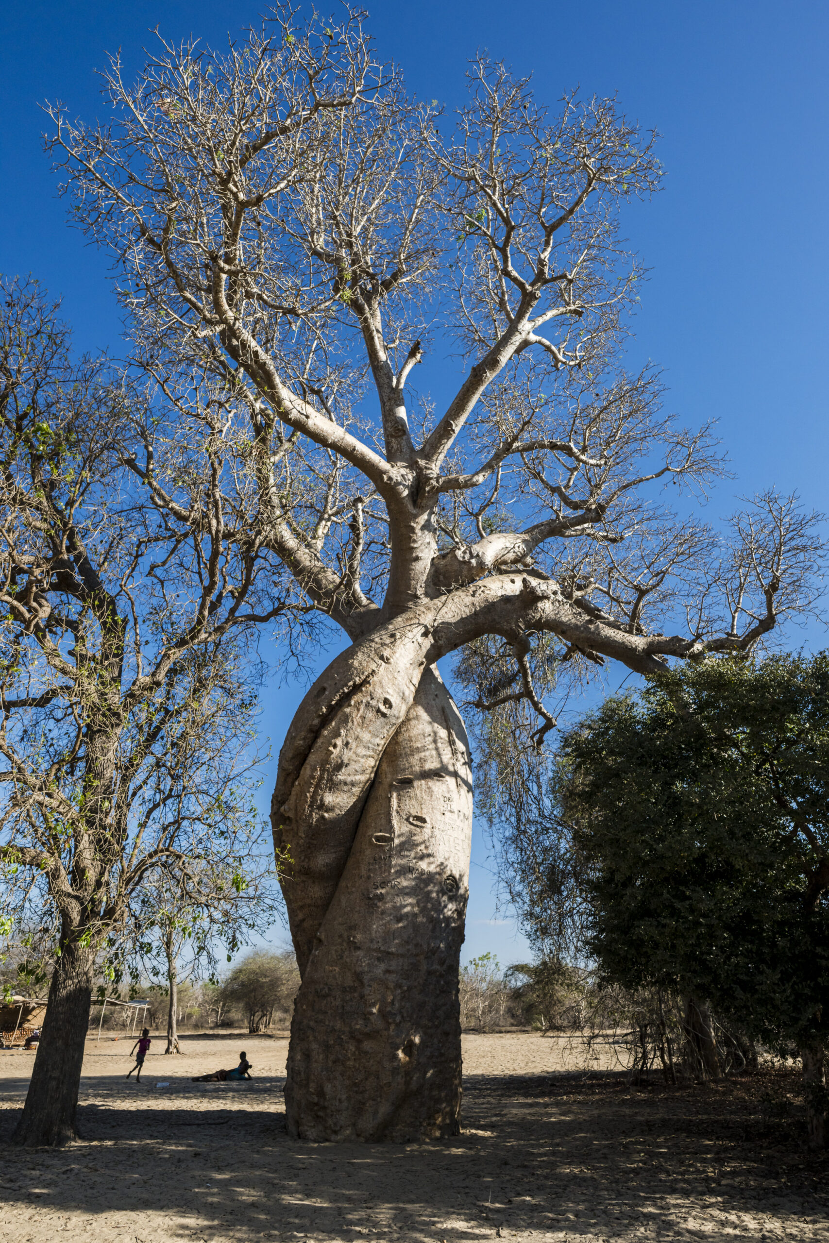 baobabs