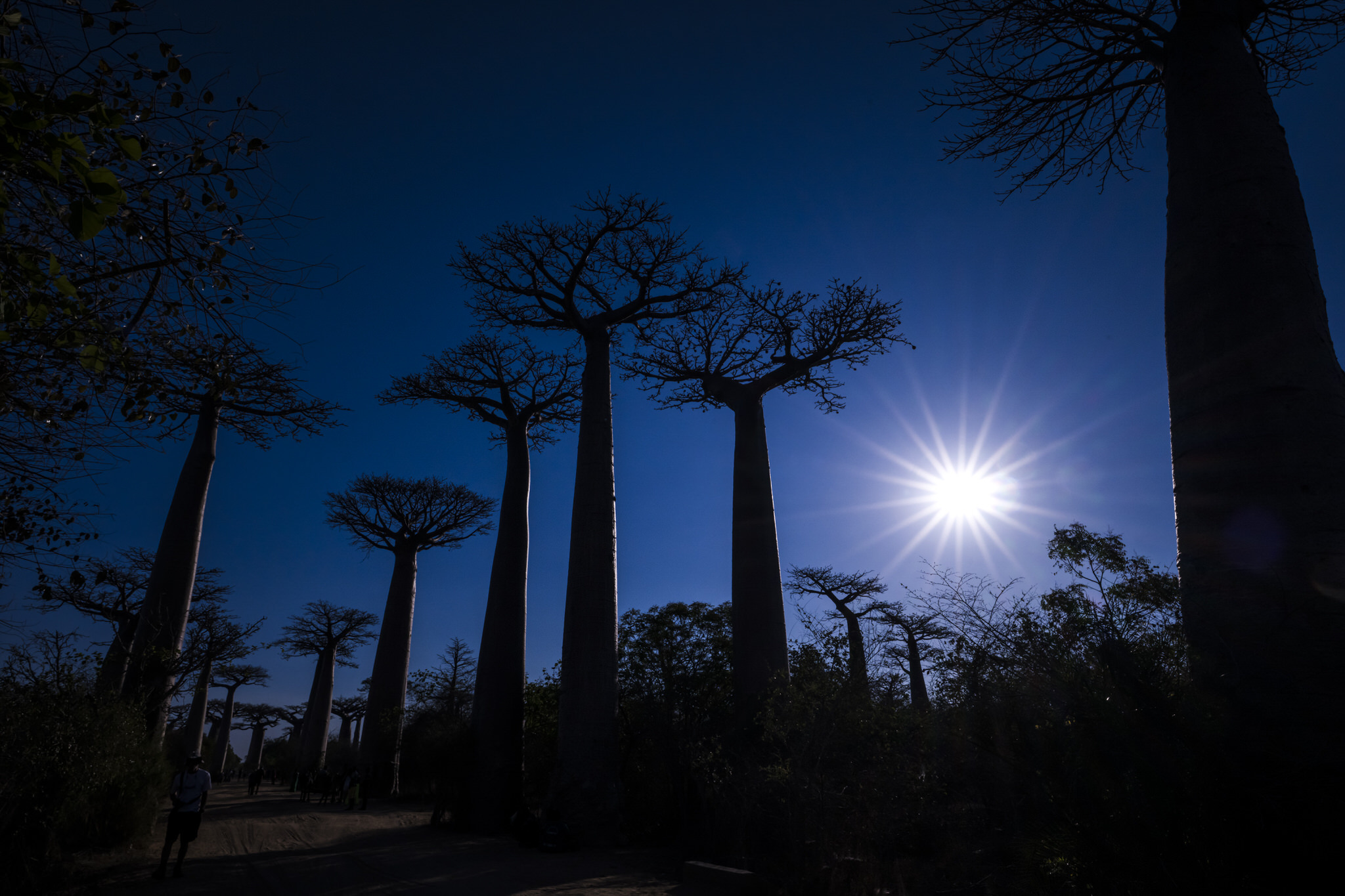 baobabs