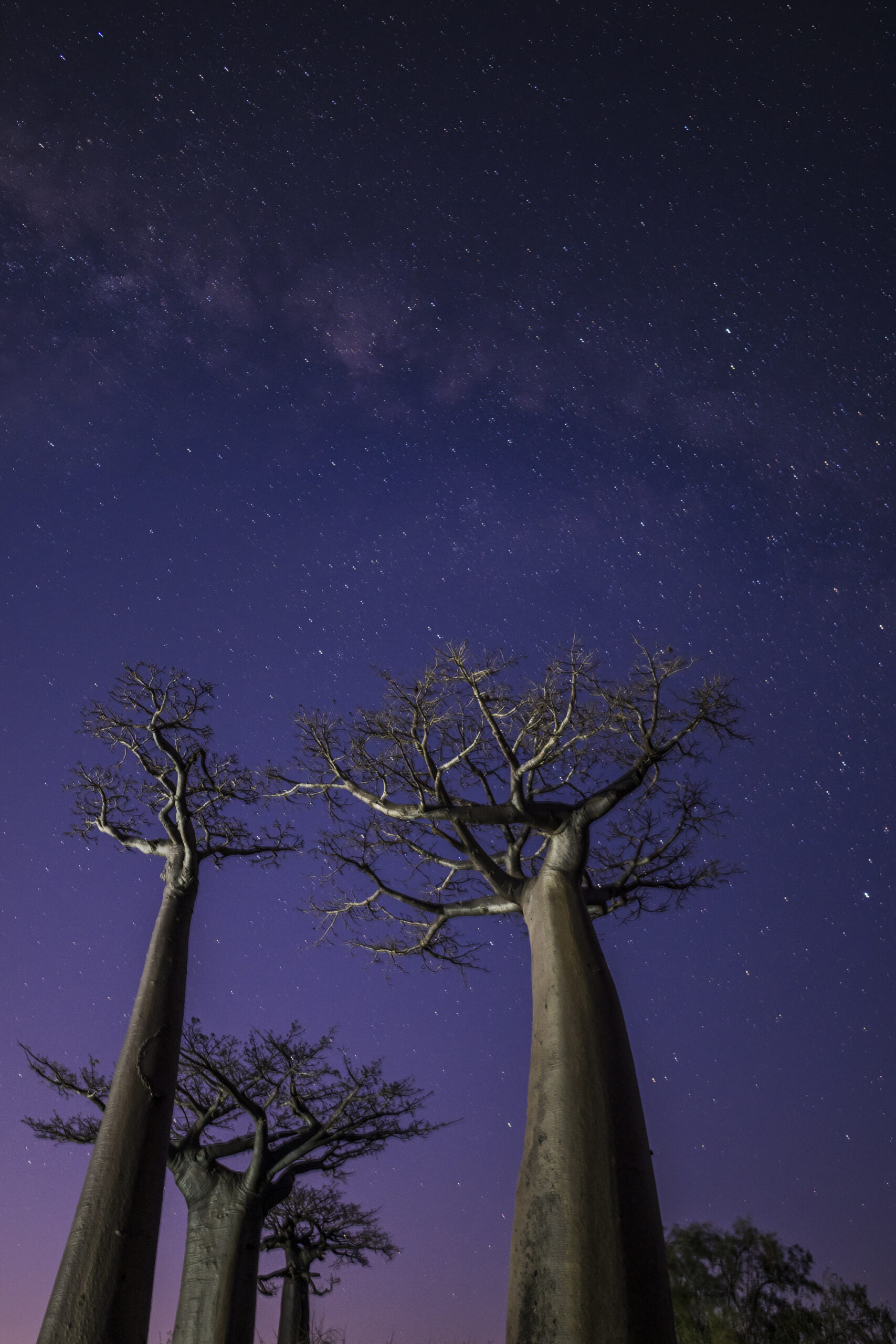 baobabs en de melkweg