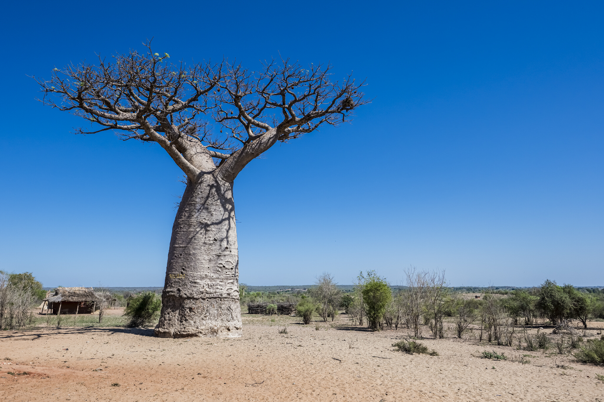 baobabs
