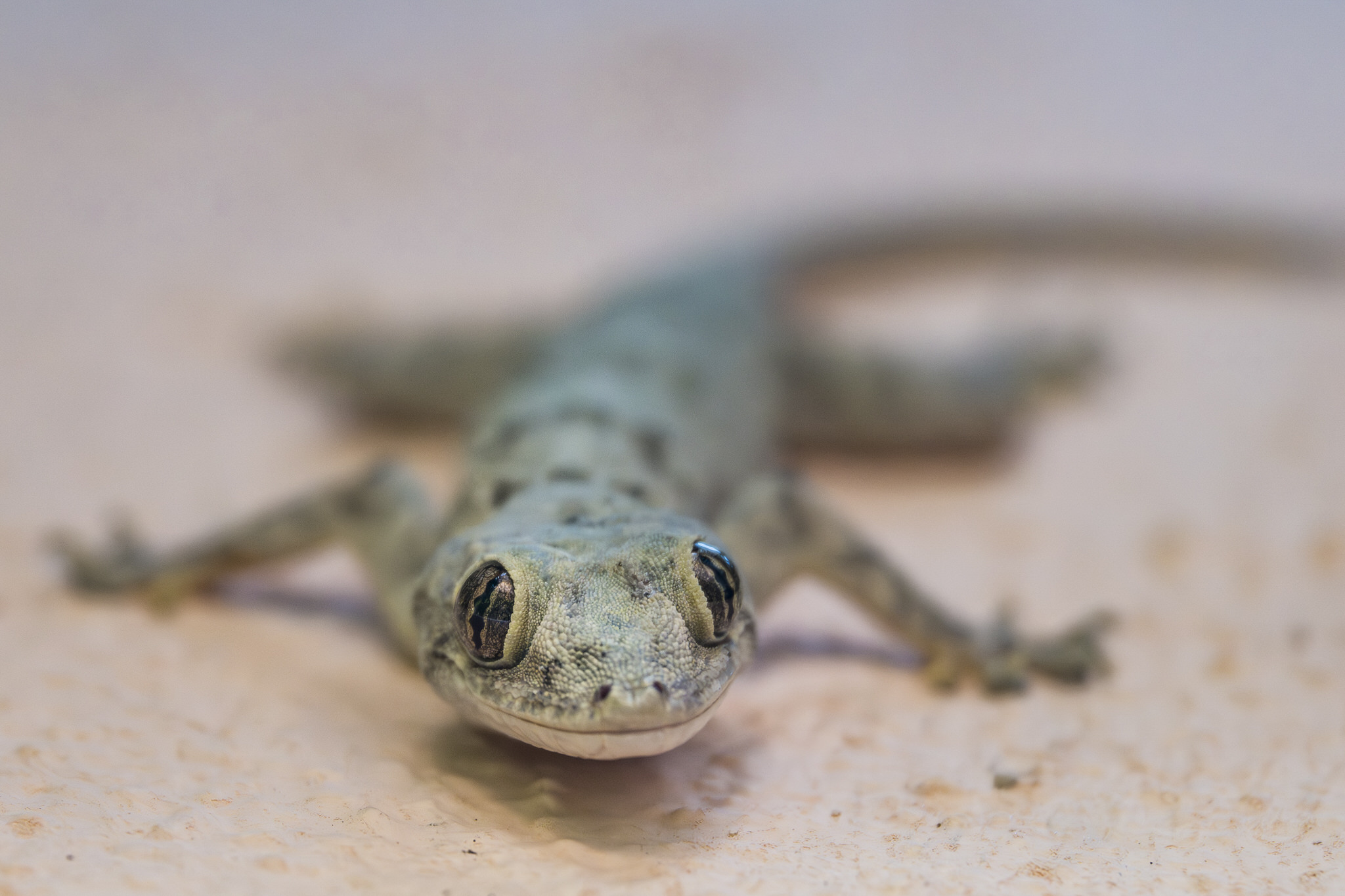 nosy be gekko