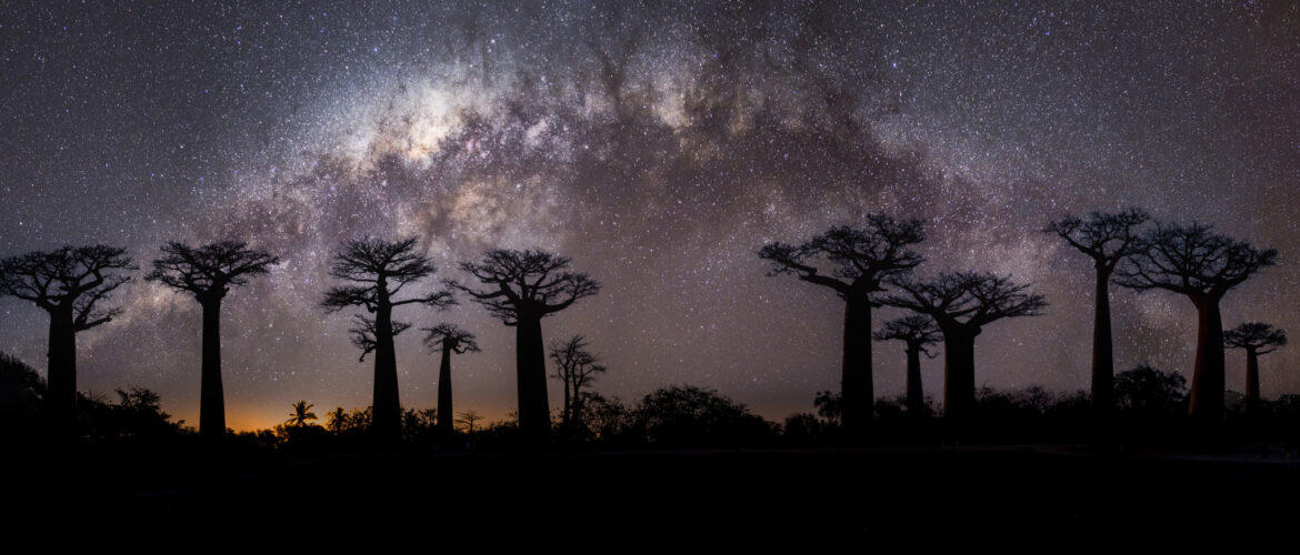 baobabs