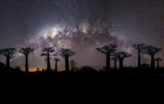 baobabs