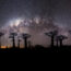 baobabs