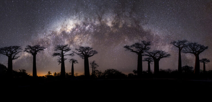 baobabs