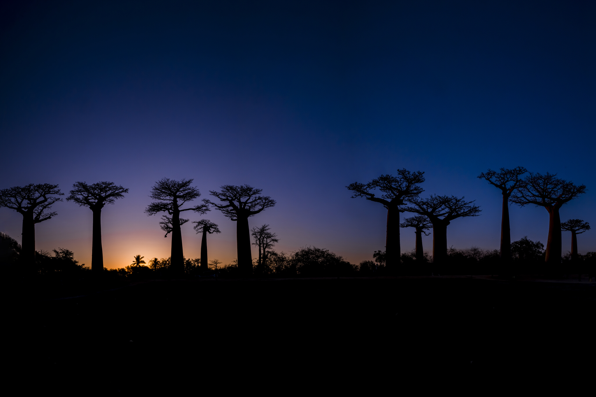 baobabs